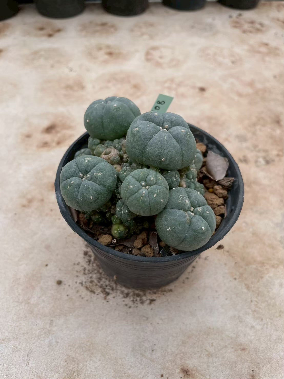 Lophophora williamsii variegate – Peyote Cactus (3-4 cm, Own Root) 12 years old