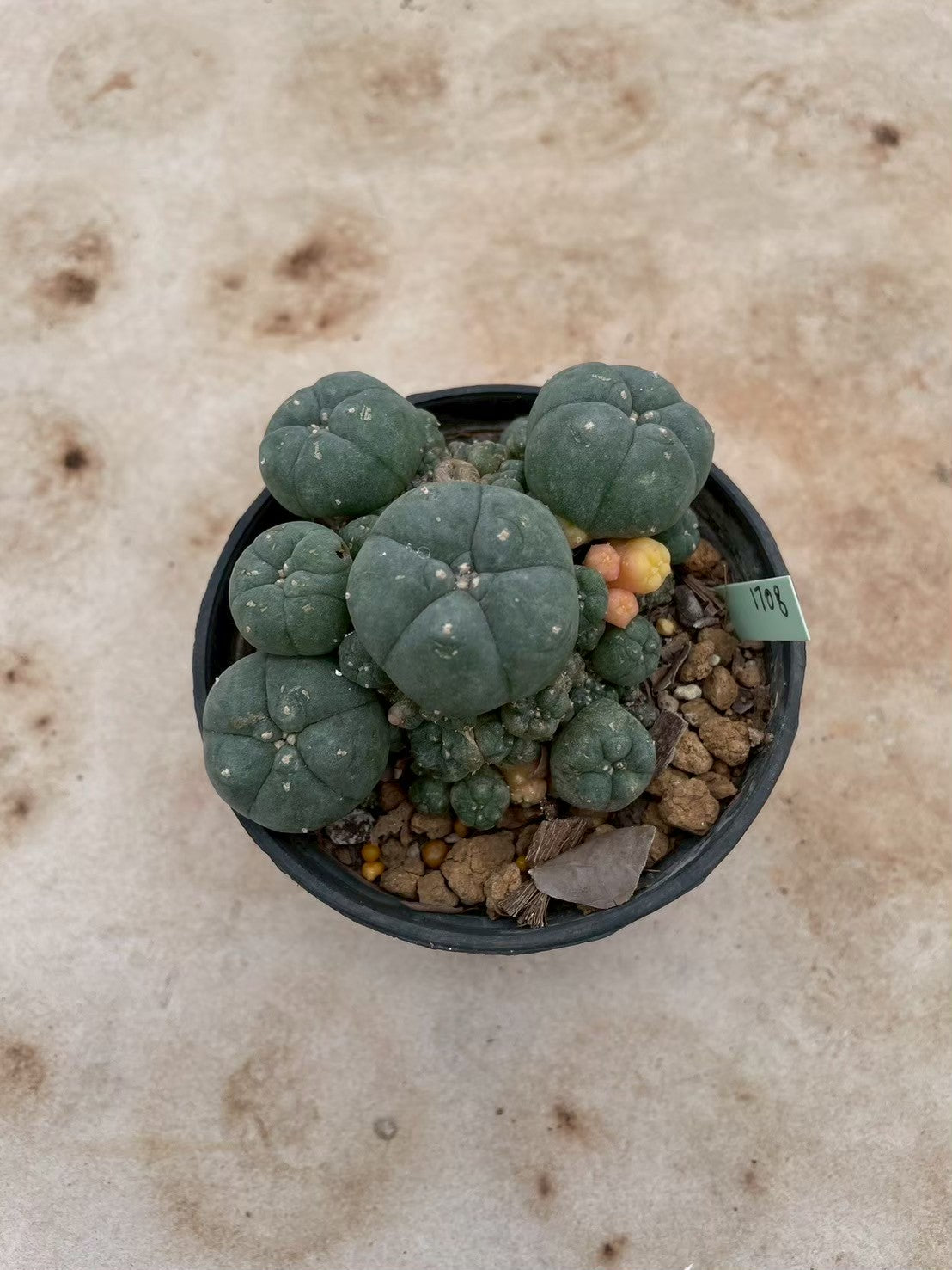 Lophophora williamsii variegate – Peyote Cactus (3-4 cm, Own Root) 12 years old