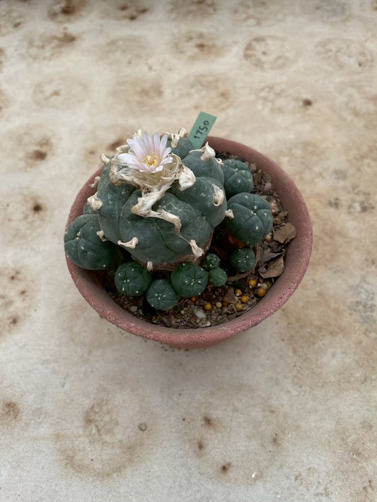 Lophophora williamsii – Peyote Cactus (3-4 cm, Own Root) 12 years old