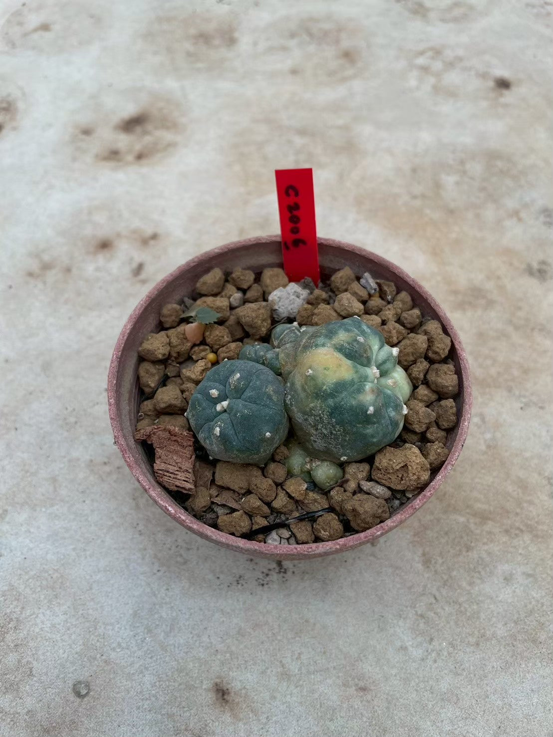 Lophophora williamsii variegata  – Peyote Cactus (3-4 cm, Own Root)