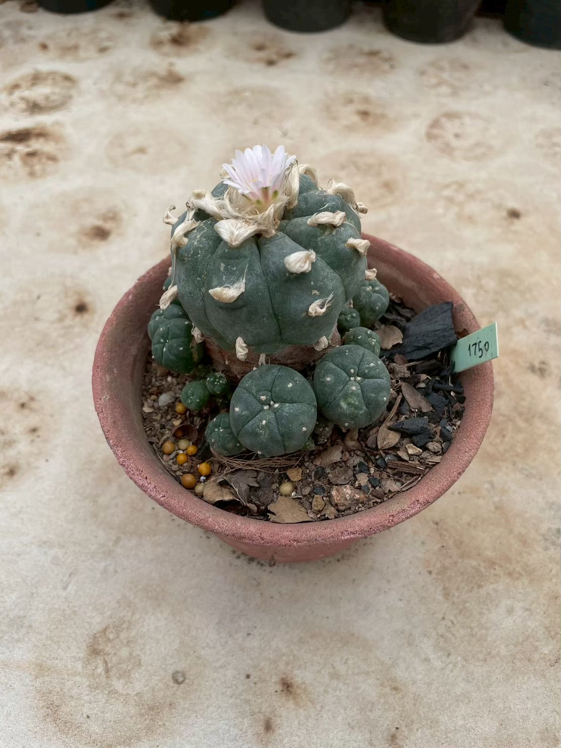 Lophophora williamsii – Peyote Cactus (3-4 cm, Own Root) 12 years old