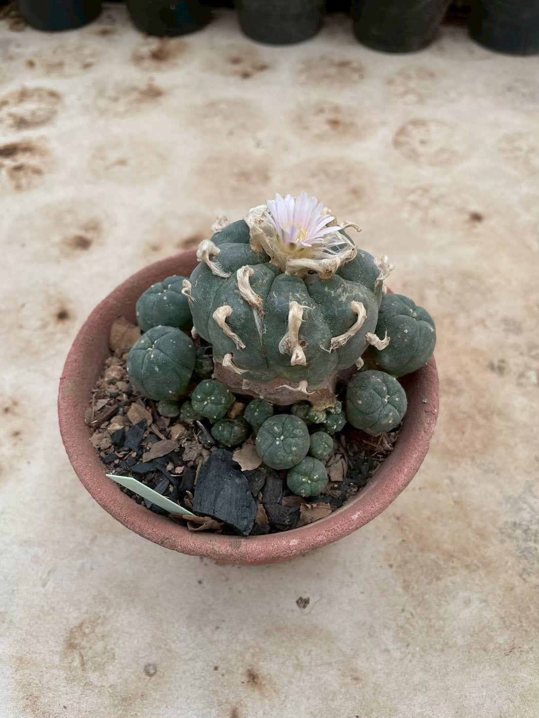 Lophophora williamsii – Peyote Cactus (3-4 cm, Own Root) 12 years old
