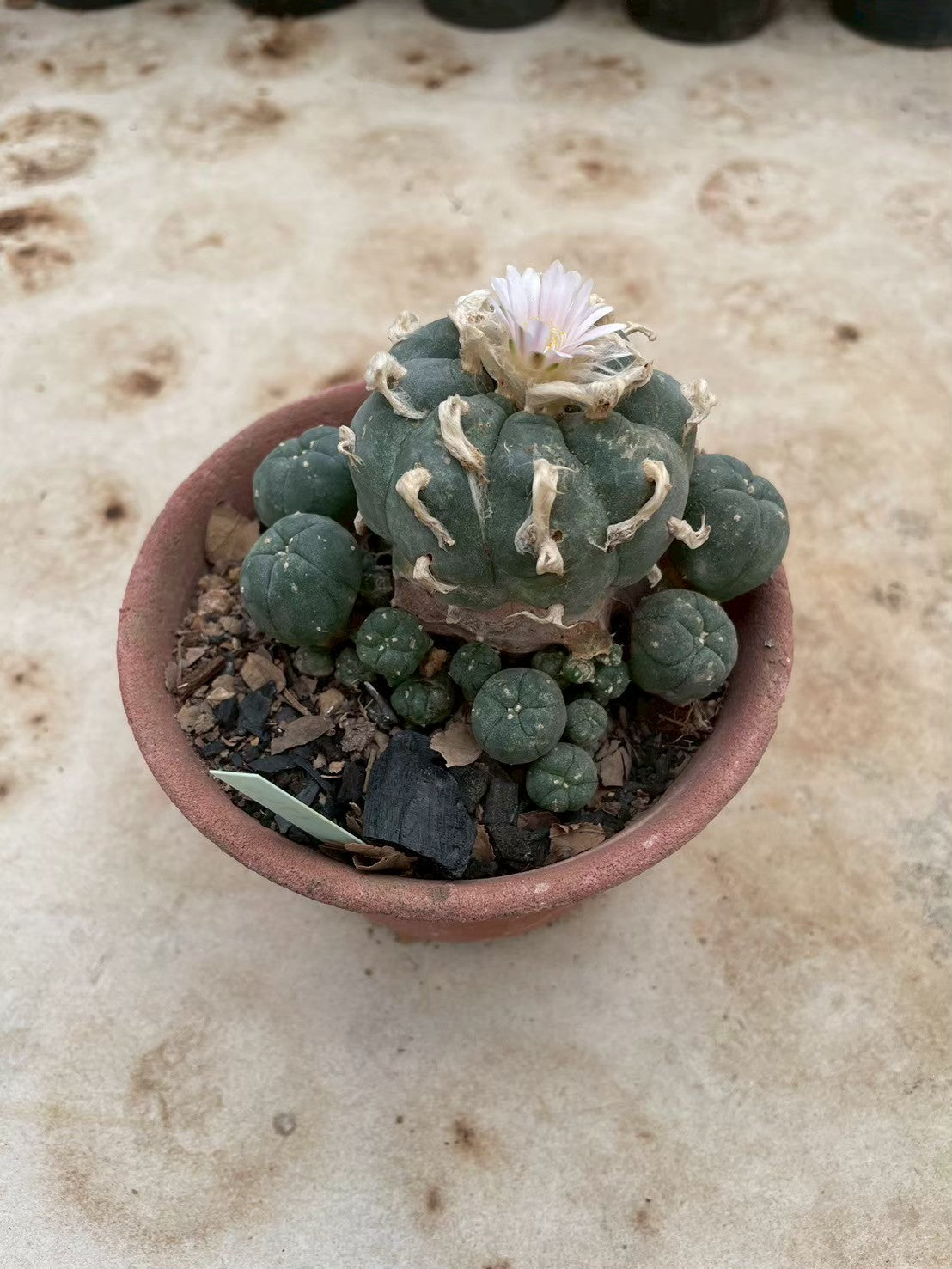Lophophora williamsii – Peyote Cactus (3-4 cm, Own Root) 12 years old