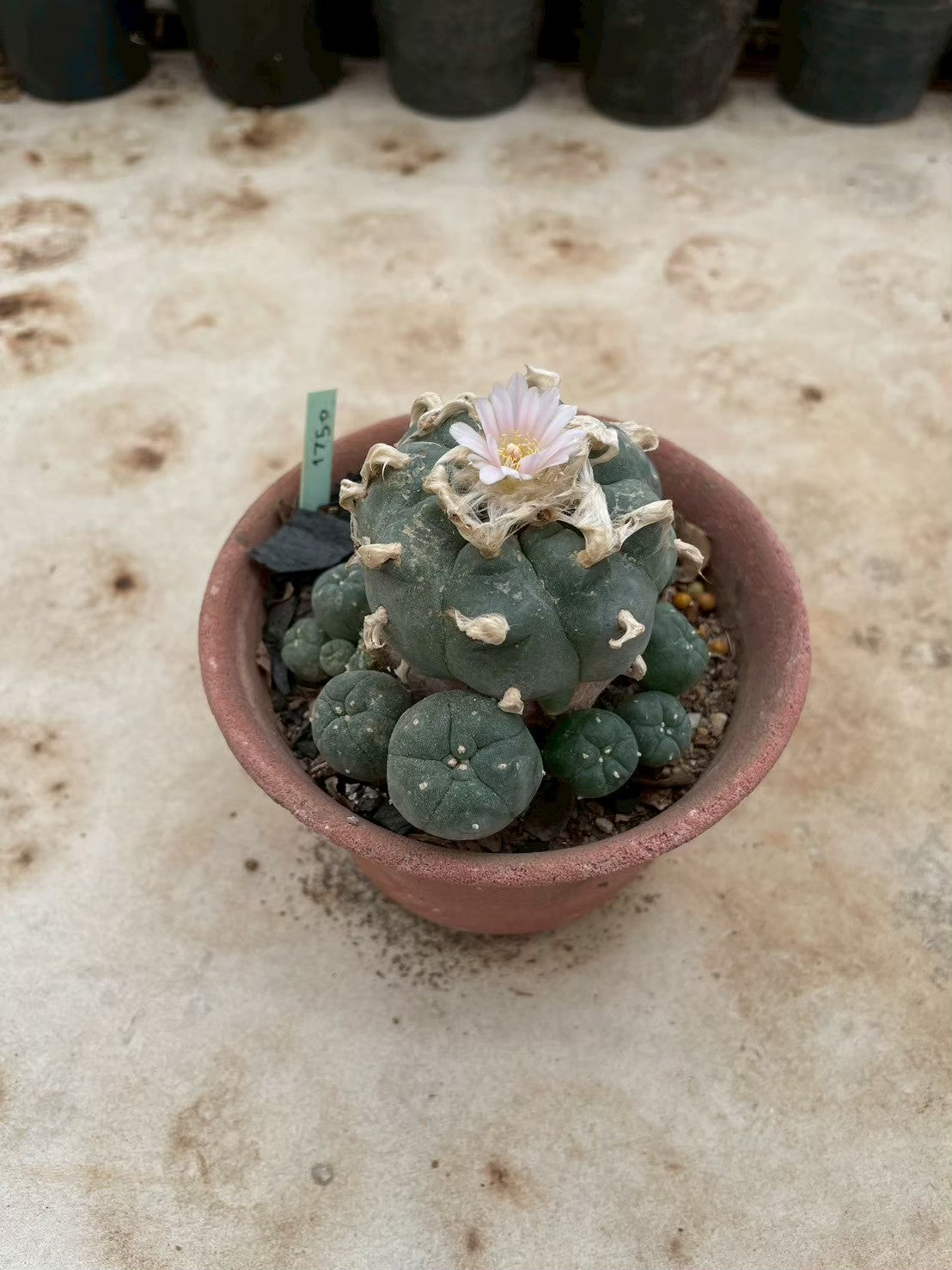 Lophophora williamsii – Peyote Cactus (3-4 cm, Own Root) 12 years old