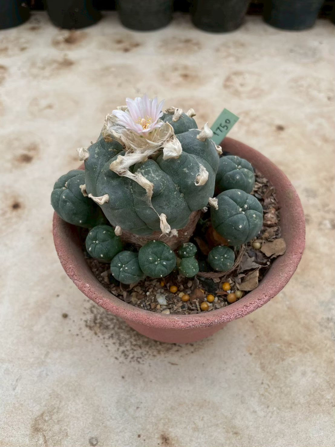 Lophophora williamsii – Peyote Cactus (3-4 cm, Own Root) 12 years old