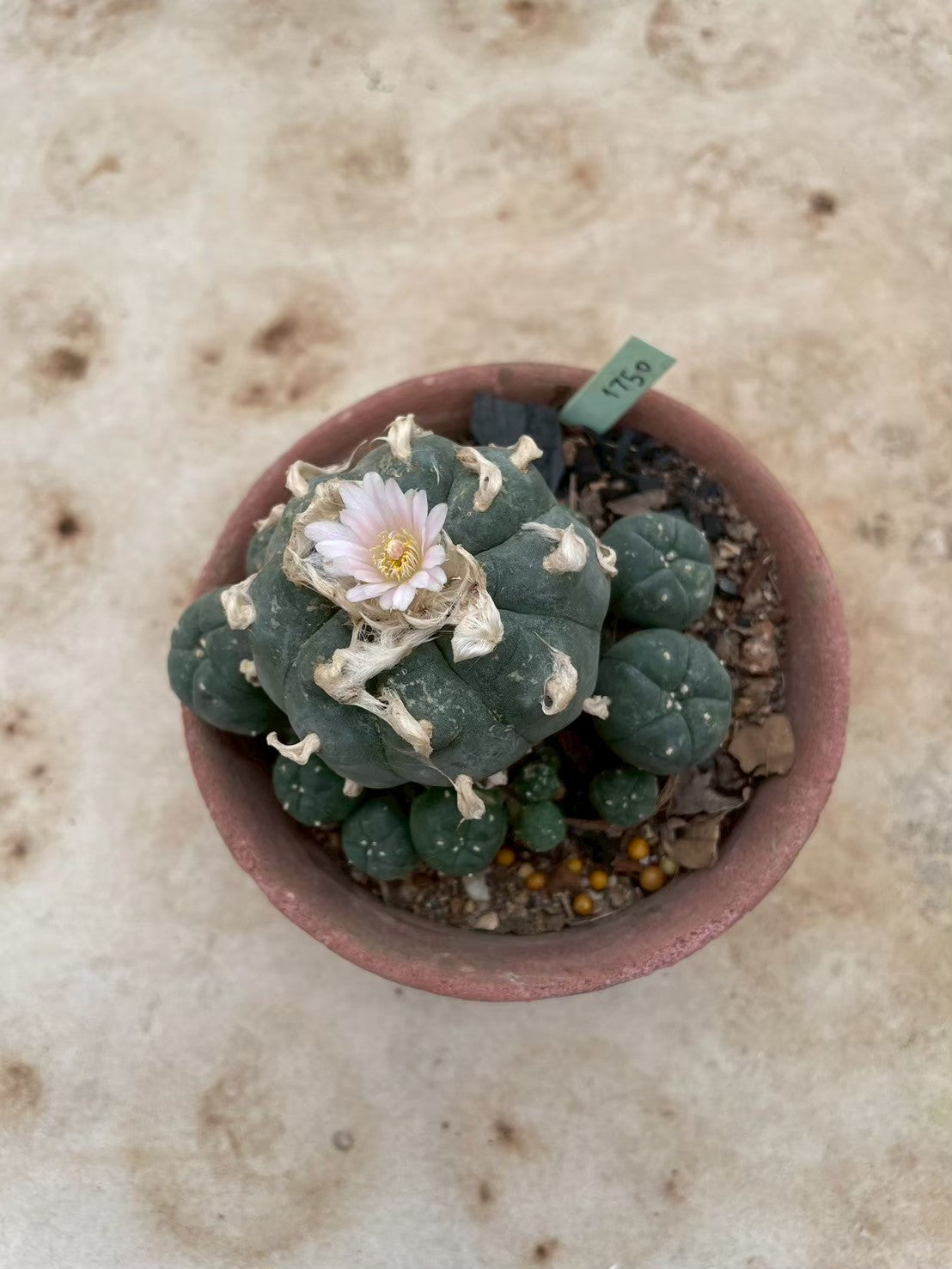 Lophophora williamsii – Peyote Cactus (3-4 cm, Own Root) 12 years old