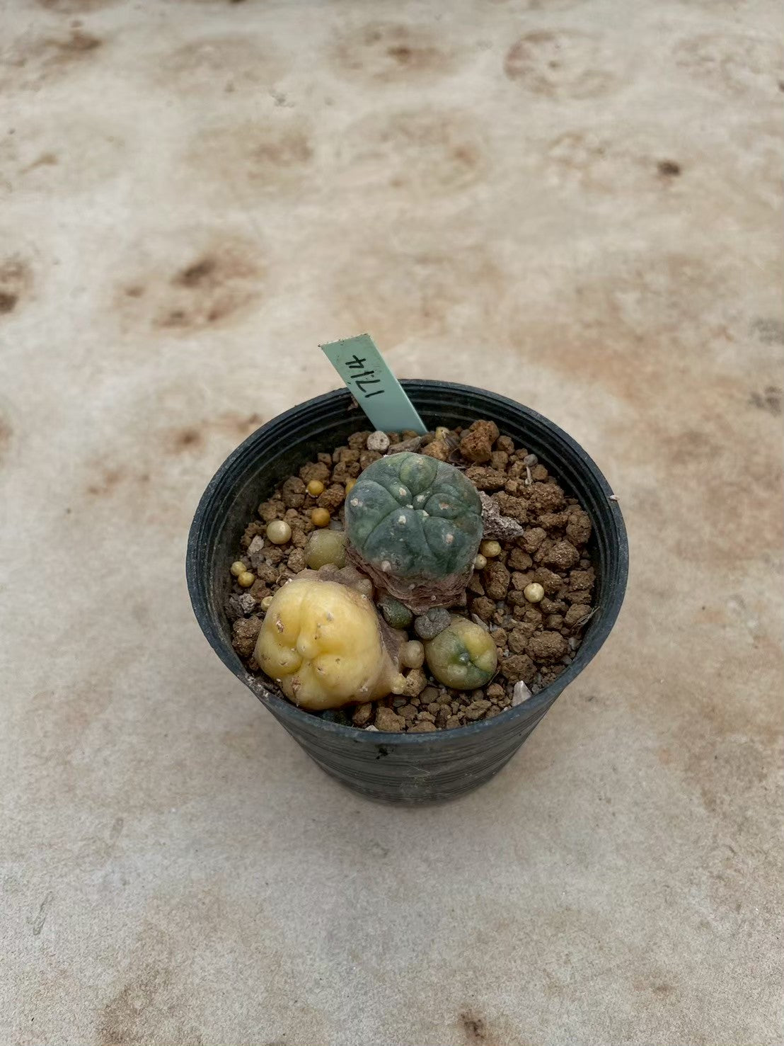 Lophophora williamsii variegate – Peyote Cactus (3-4 cm, Own Root) 12 years old
