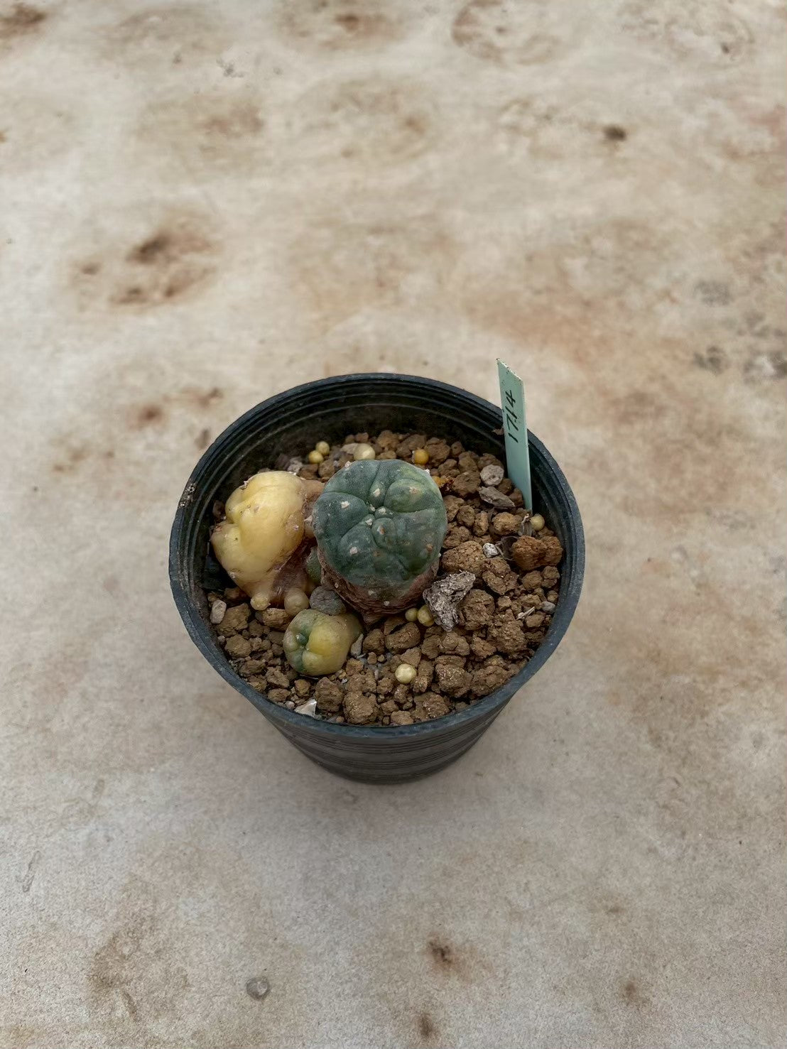 Lophophora williamsii variegate – Peyote Cactus (3-4 cm, Own Root) 12 years old