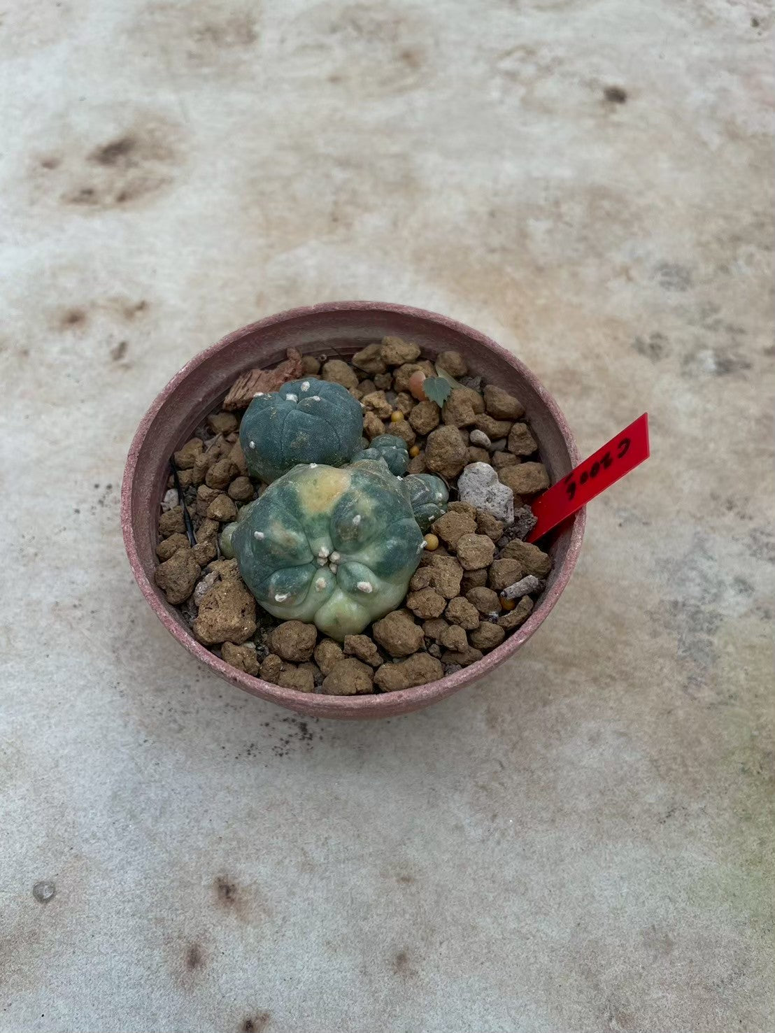 Lophophora williamsii variegata  – Peyote Cactus (3-4 cm, Own Root)