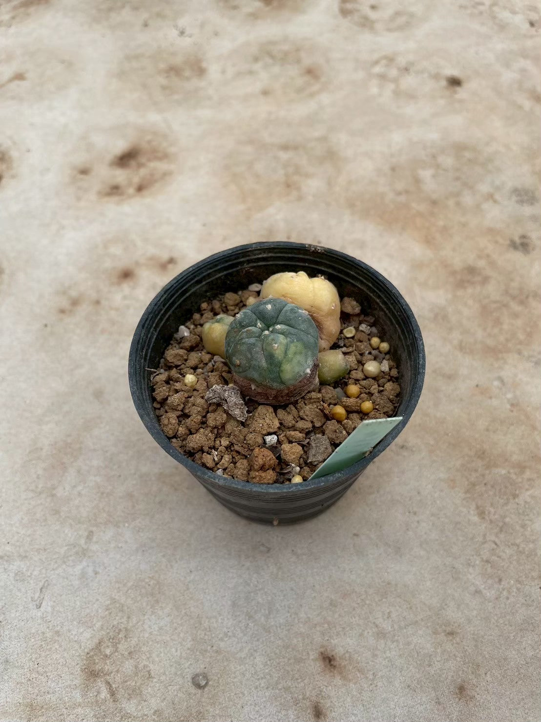 Lophophora williamsii variegate – Peyote Cactus (3-4 cm, Own Root) 12 years old