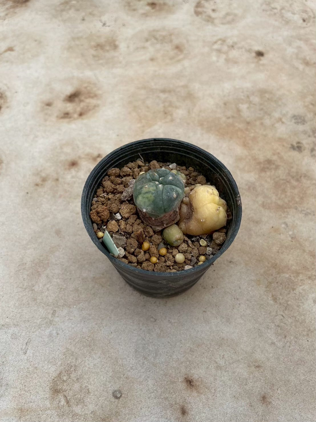 Lophophora williamsii variegate – Peyote Cactus (3-4 cm, Own Root) 12 years old