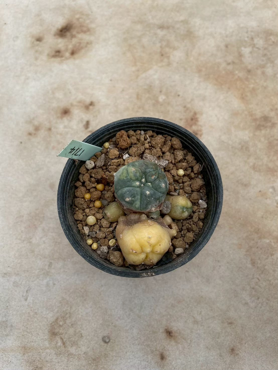Lophophora williamsii variegate – Peyote Cactus (3-4 cm, Own Root) 12 years old