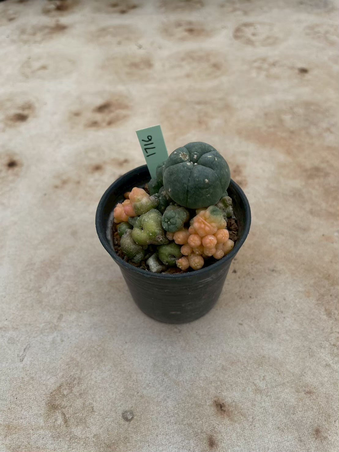 Lophophora williamsii variegate – Peyote Cactus (3-4 cm, Own Root) 12 years old
