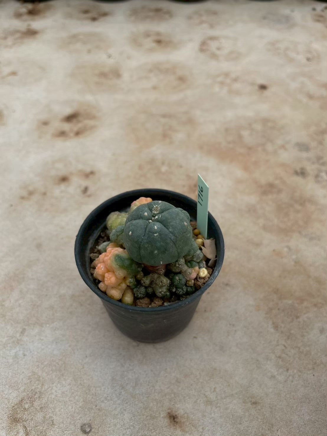 Lophophora williamsii variegate – Peyote Cactus (3-4 cm, Own Root) 12 years old