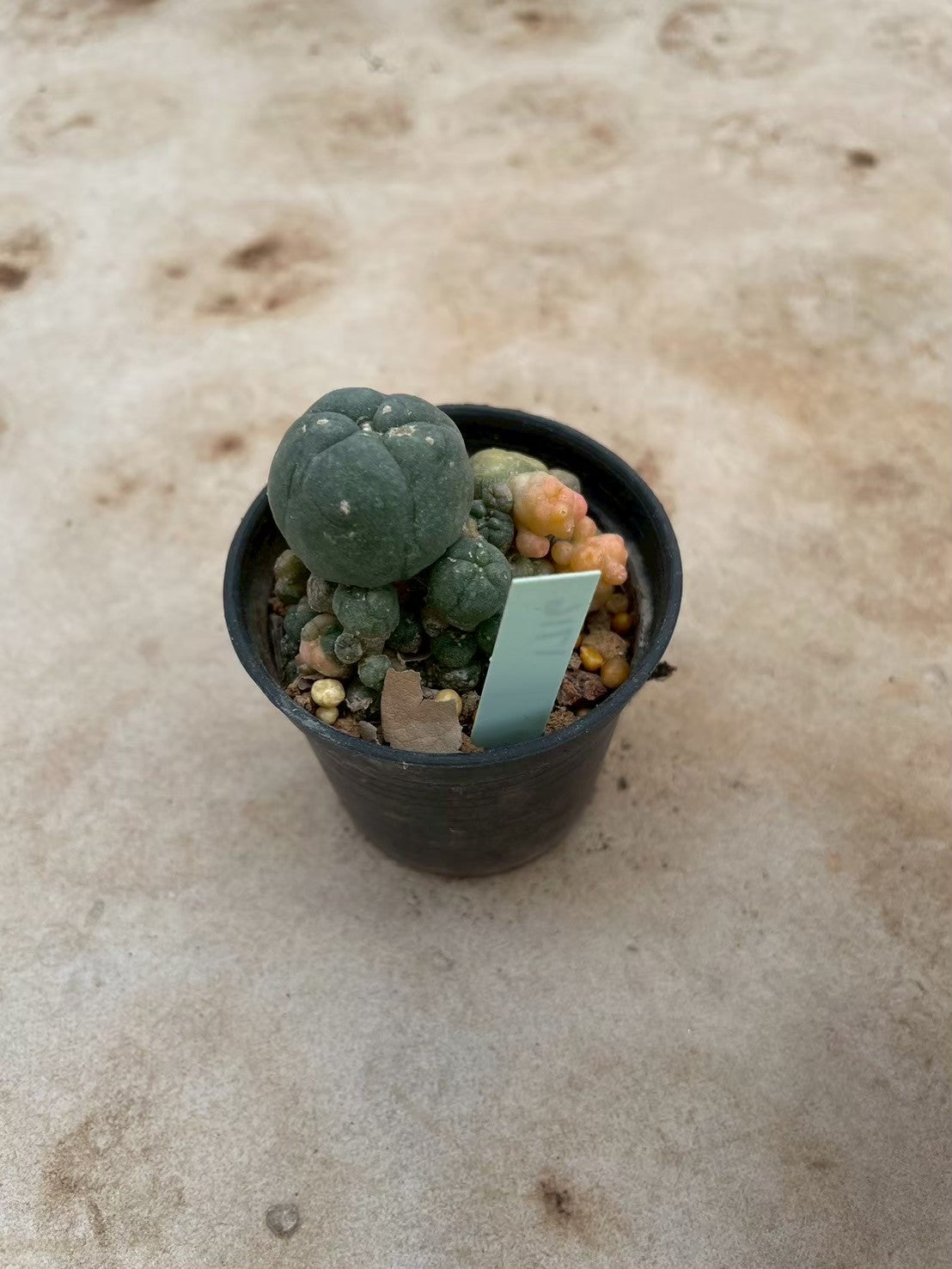 Lophophora williamsii variegate – Peyote Cactus (3-4 cm, Own Root) 12 years old