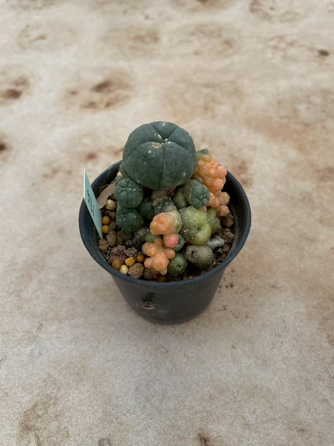 Lophophora williamsii variegate – Peyote Cactus (3-4 cm, Own Root) 12 years old