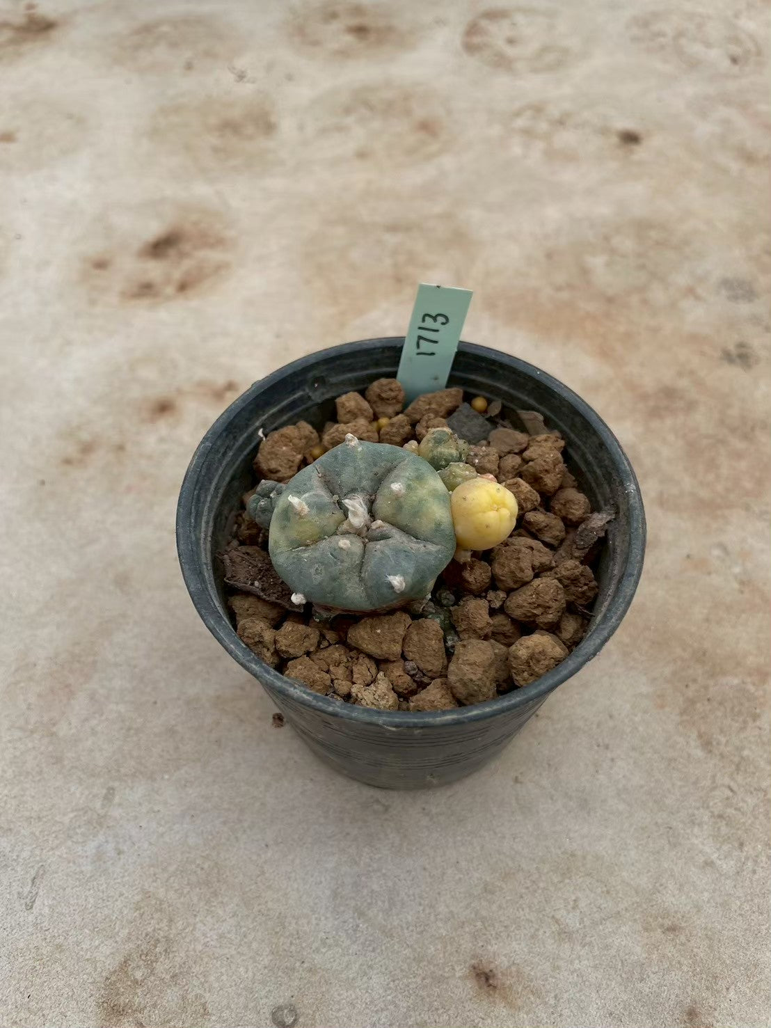 Lophophora williamsii variegate – Peyote Cactus (3-4 cm, Own Root) 12 years old
