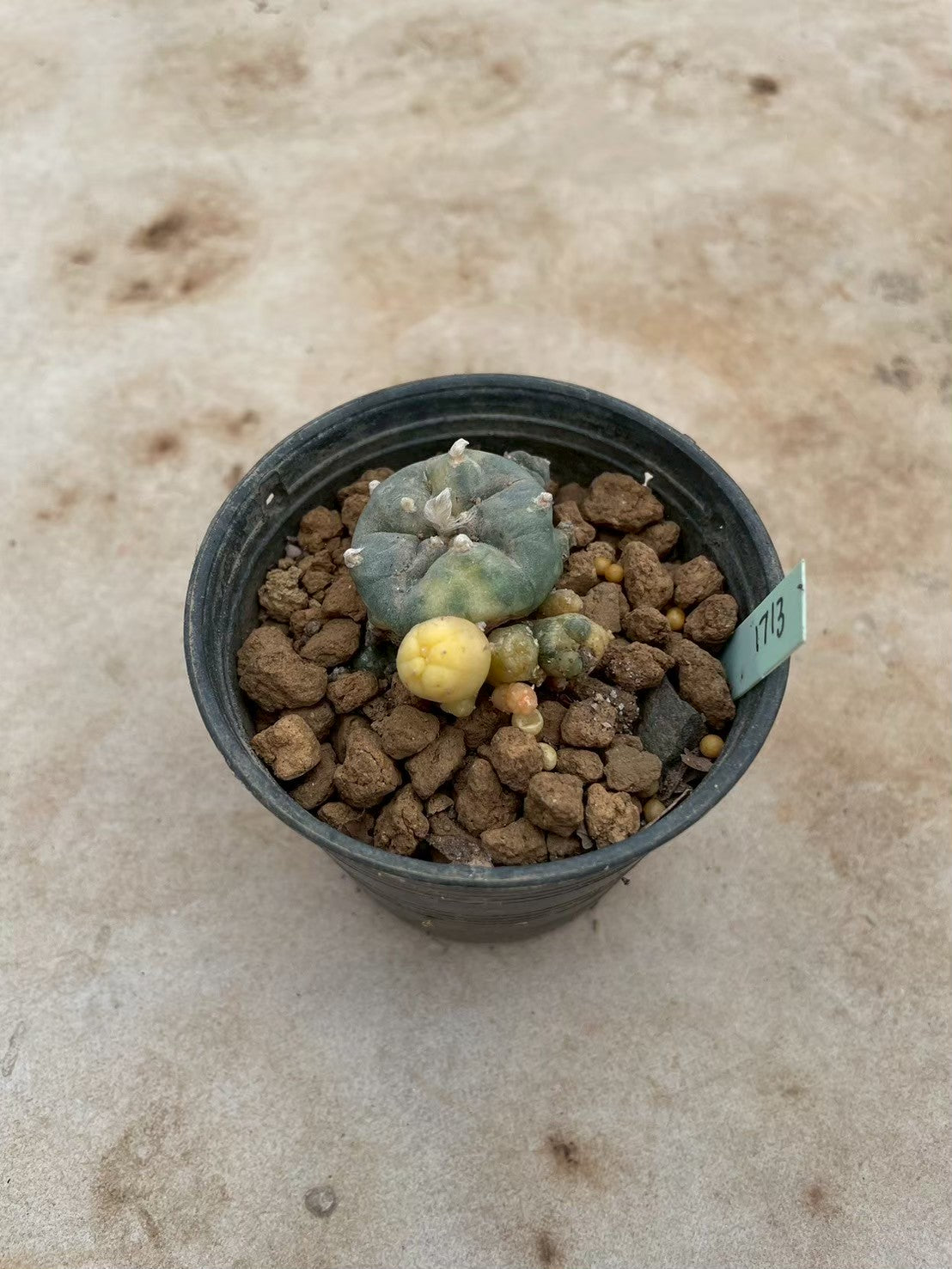 Lophophora williamsii variegate – Peyote Cactus (3-4 cm, Own Root) 12 years old