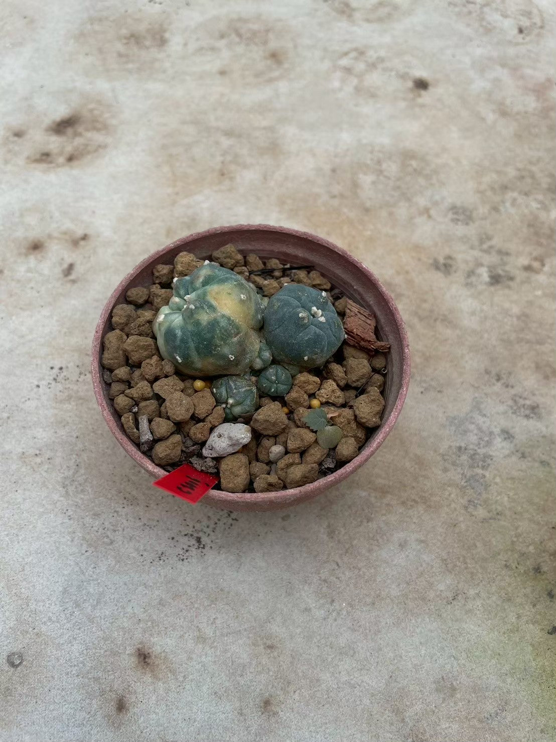 Lophophora williamsii variegata  – Peyote Cactus (3-4 cm, Own Root)