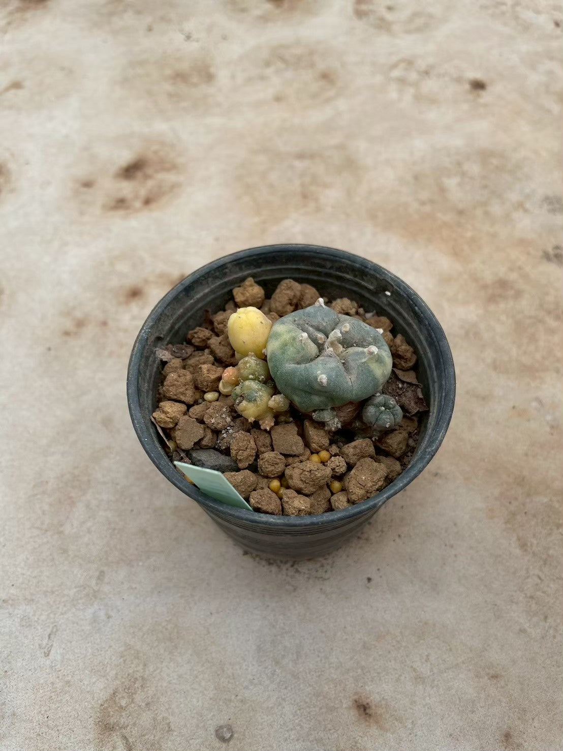 Lophophora williamsii variegate – Peyote Cactus (3-4 cm, Own Root) 12 years old