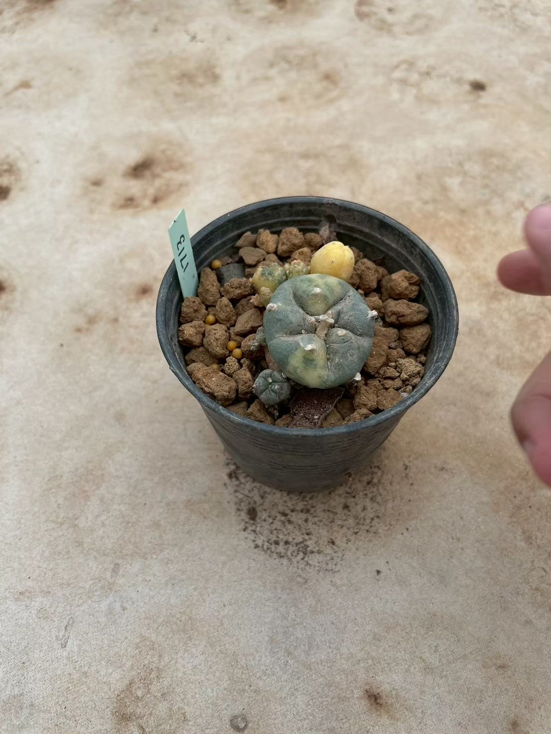 Lophophora williamsii variegate – Peyote Cactus (3-4 cm, Own Root) 12 years old