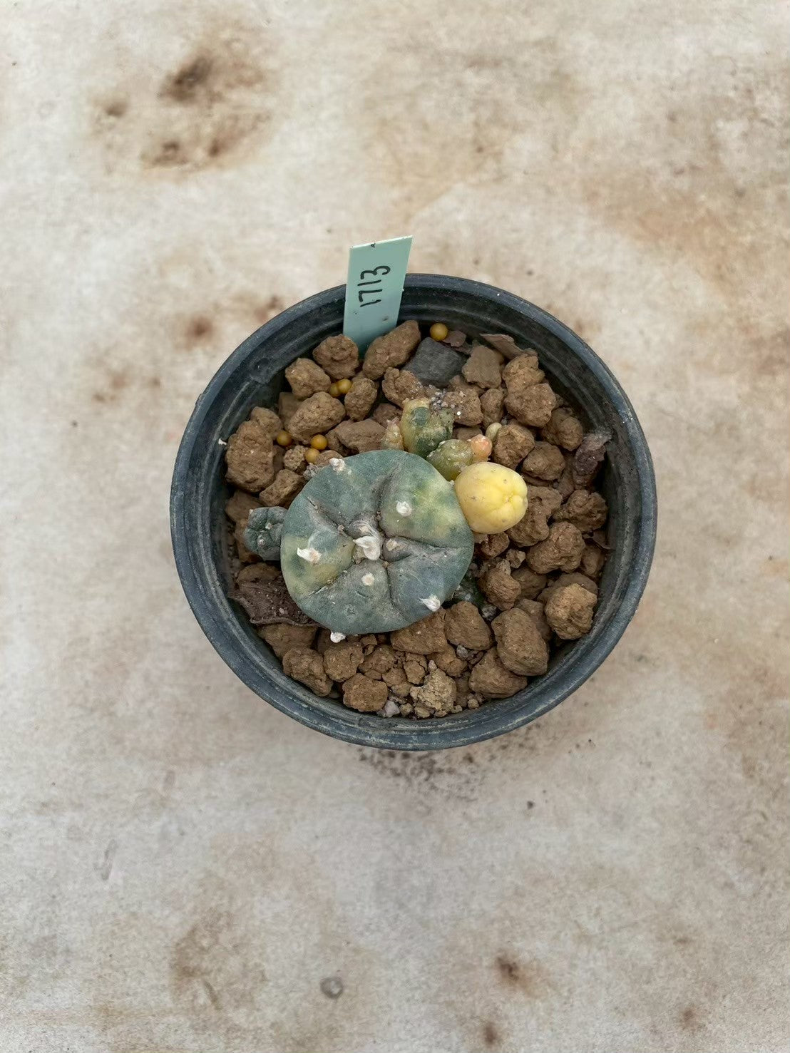 Lophophora williamsii variegate – Peyote Cactus (3-4 cm, Own Root) 12 years old