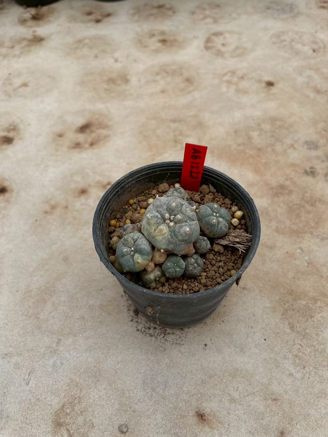 Lophophora williamsii variegate – Peyote Cactus (3-4 cm, Own Root) 12 years old