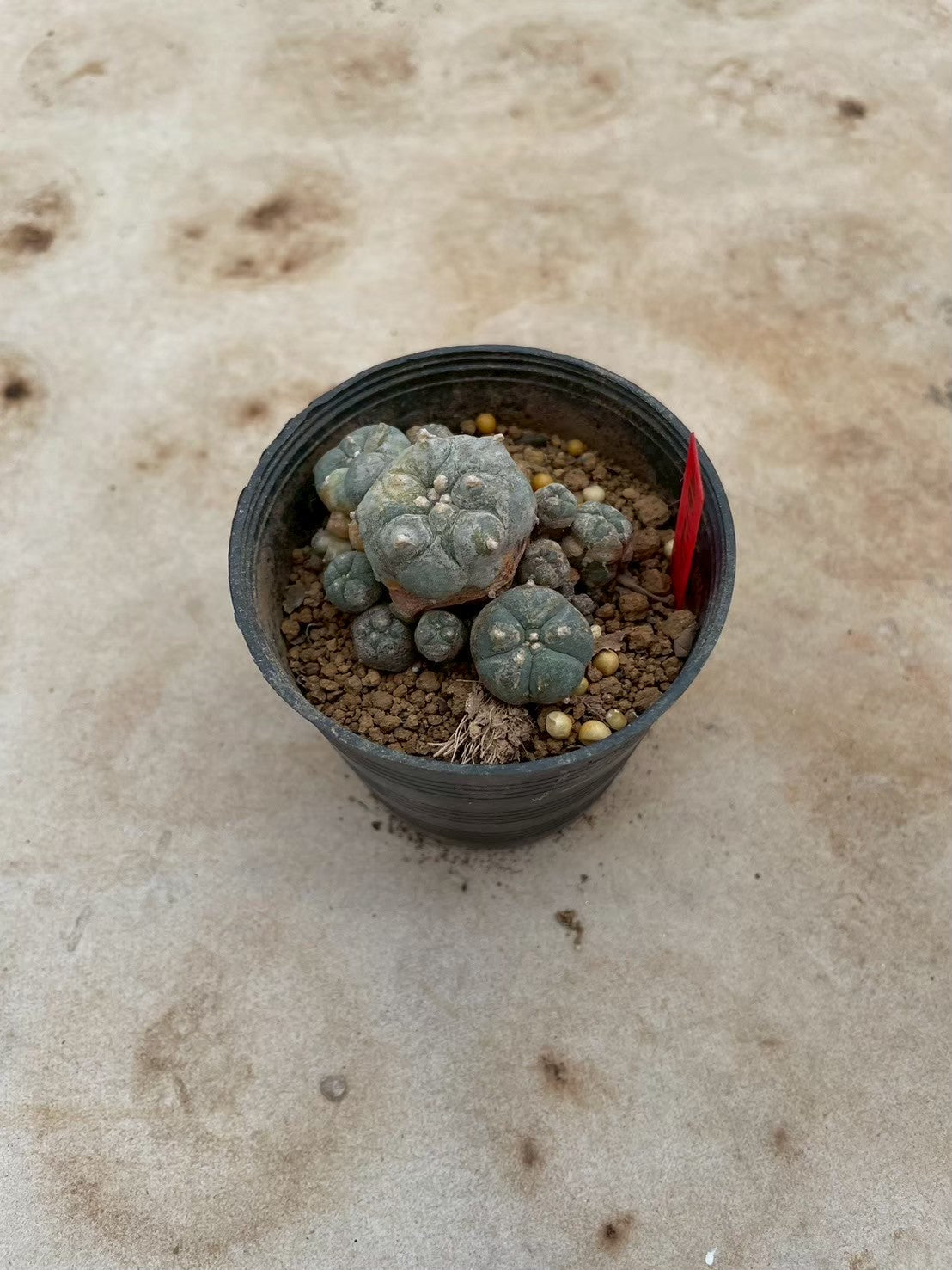 Lophophora williamsii variegate – Peyote Cactus (3-4 cm, Own Root) 12 years old