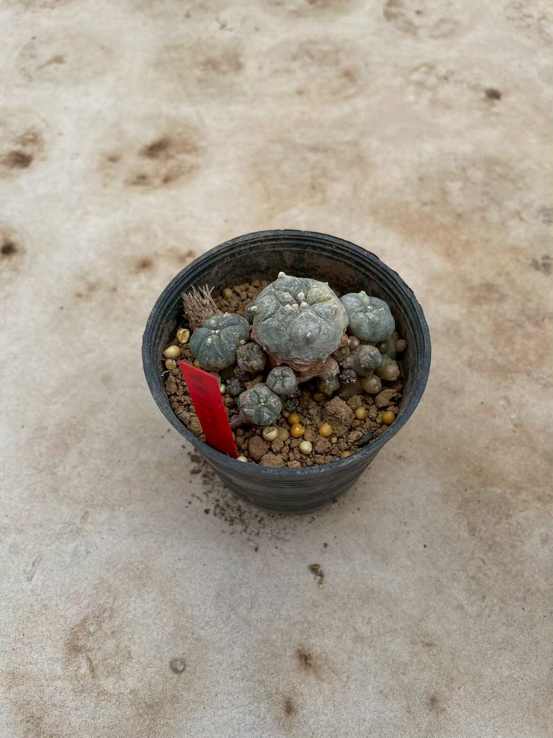 Lophophora williamsii variegate – Peyote Cactus (3-4 cm, Own Root) 12 years old