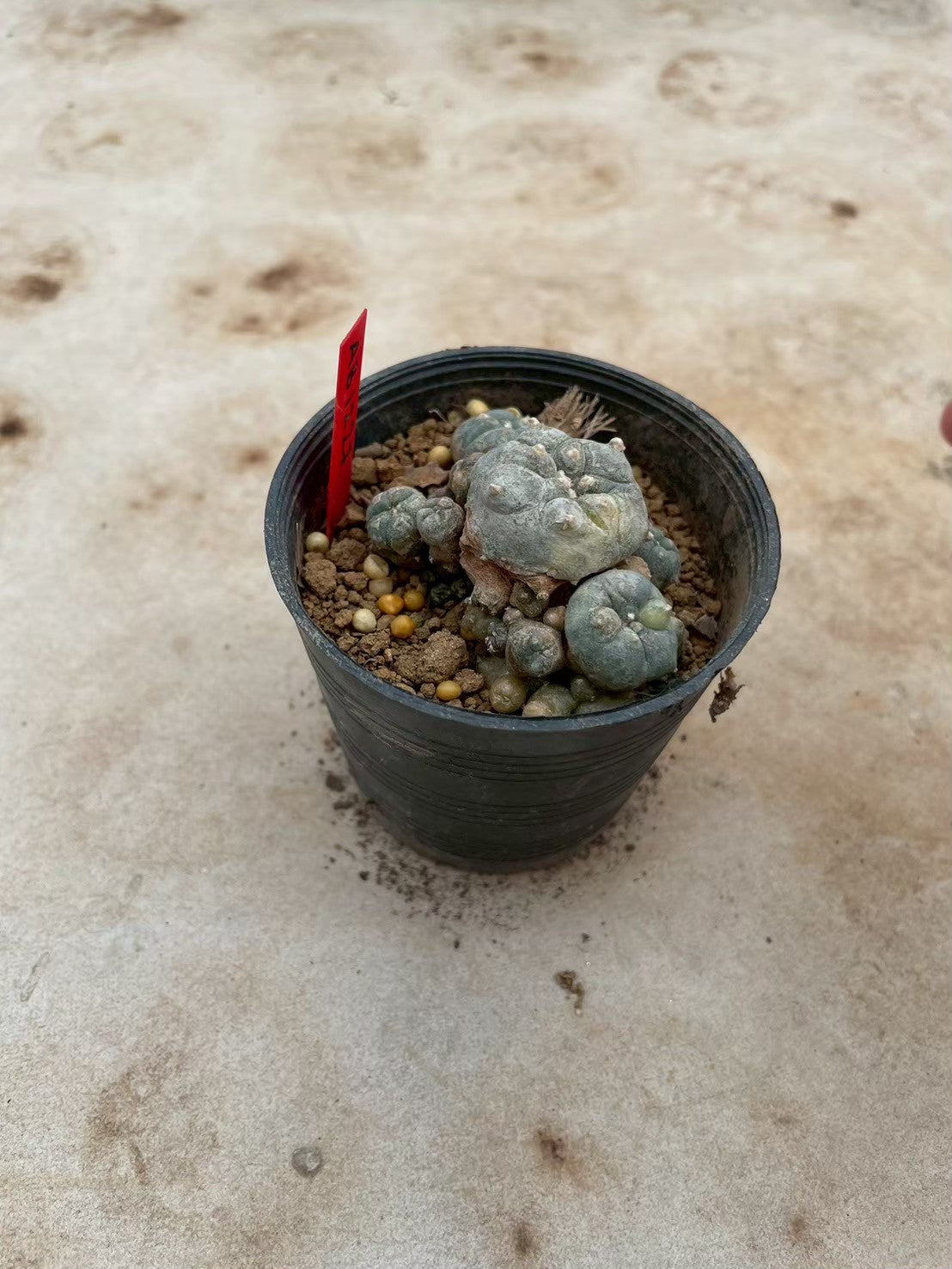 Lophophora williamsii variegate – Peyote Cactus (3-4 cm, Own Root) 12 years old