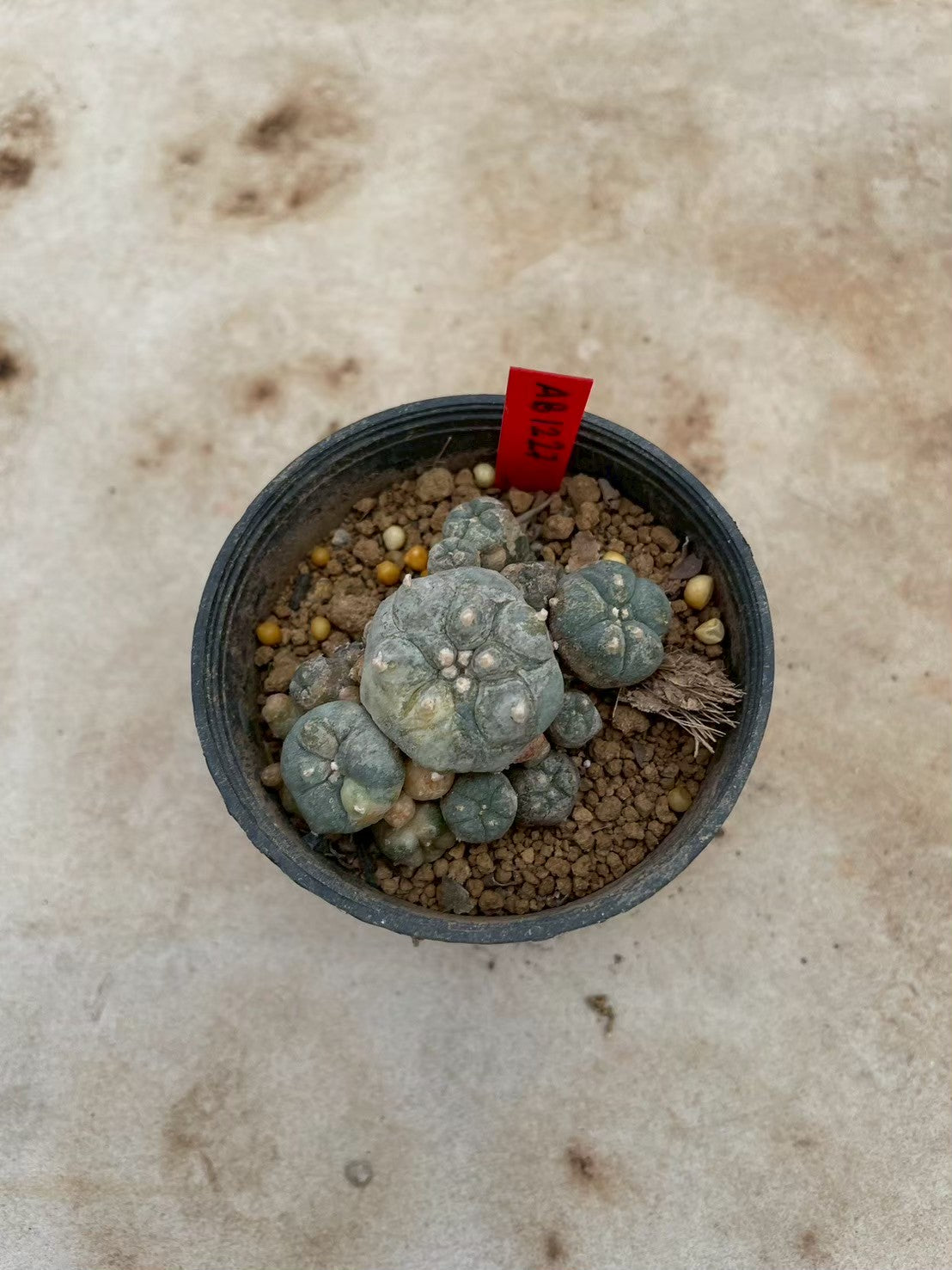 Lophophora williamsii variegate – Peyote Cactus (3-4 cm, Own Root) 12 years old