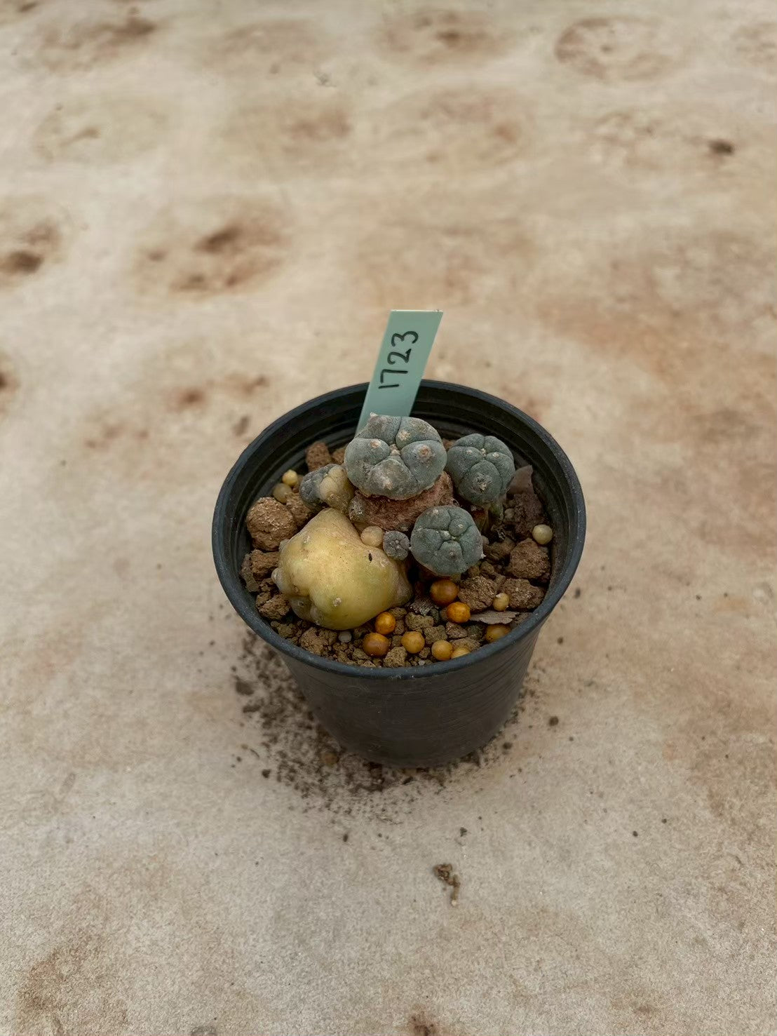 Lophophora williamsii variegate – Peyote Cactus (3-4 cm, Own Root) 12 years old