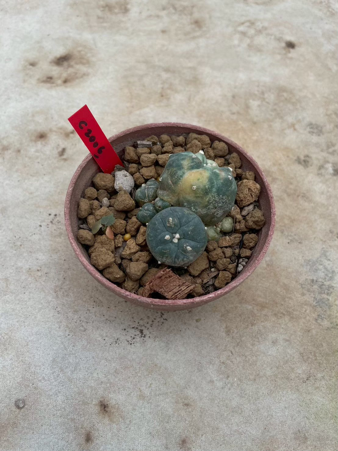Lophophora williamsii variegata  – Peyote Cactus (3-4 cm, Own Root)