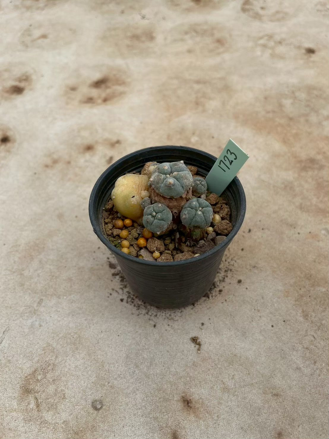 Lophophora williamsii variegate – Peyote Cactus (3-4 cm, Own Root) 12 years old