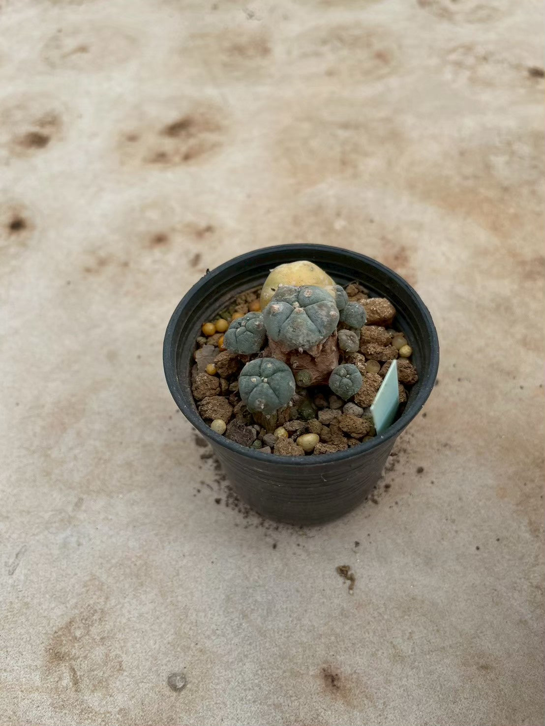 Lophophora williamsii variegate – Peyote Cactus (3-4 cm, Own Root) 12 years old