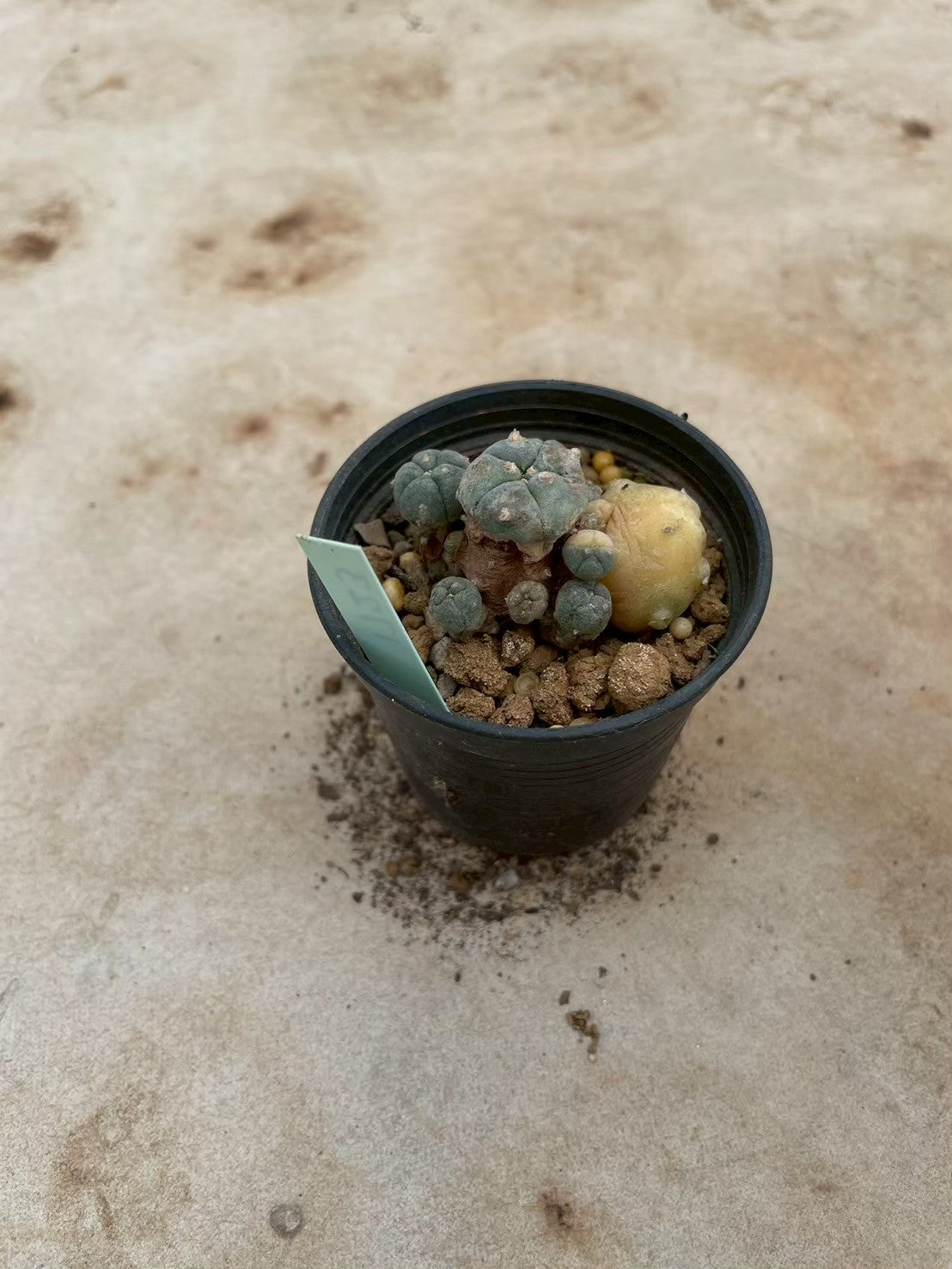Lophophora williamsii variegate – Peyote Cactus (3-4 cm, Own Root) 12 years old