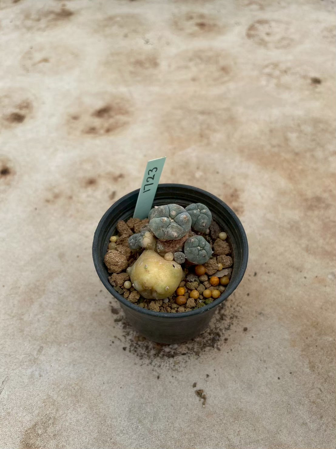 Lophophora williamsii variegate – Peyote Cactus (3-4 cm, Own Root) 12 years old