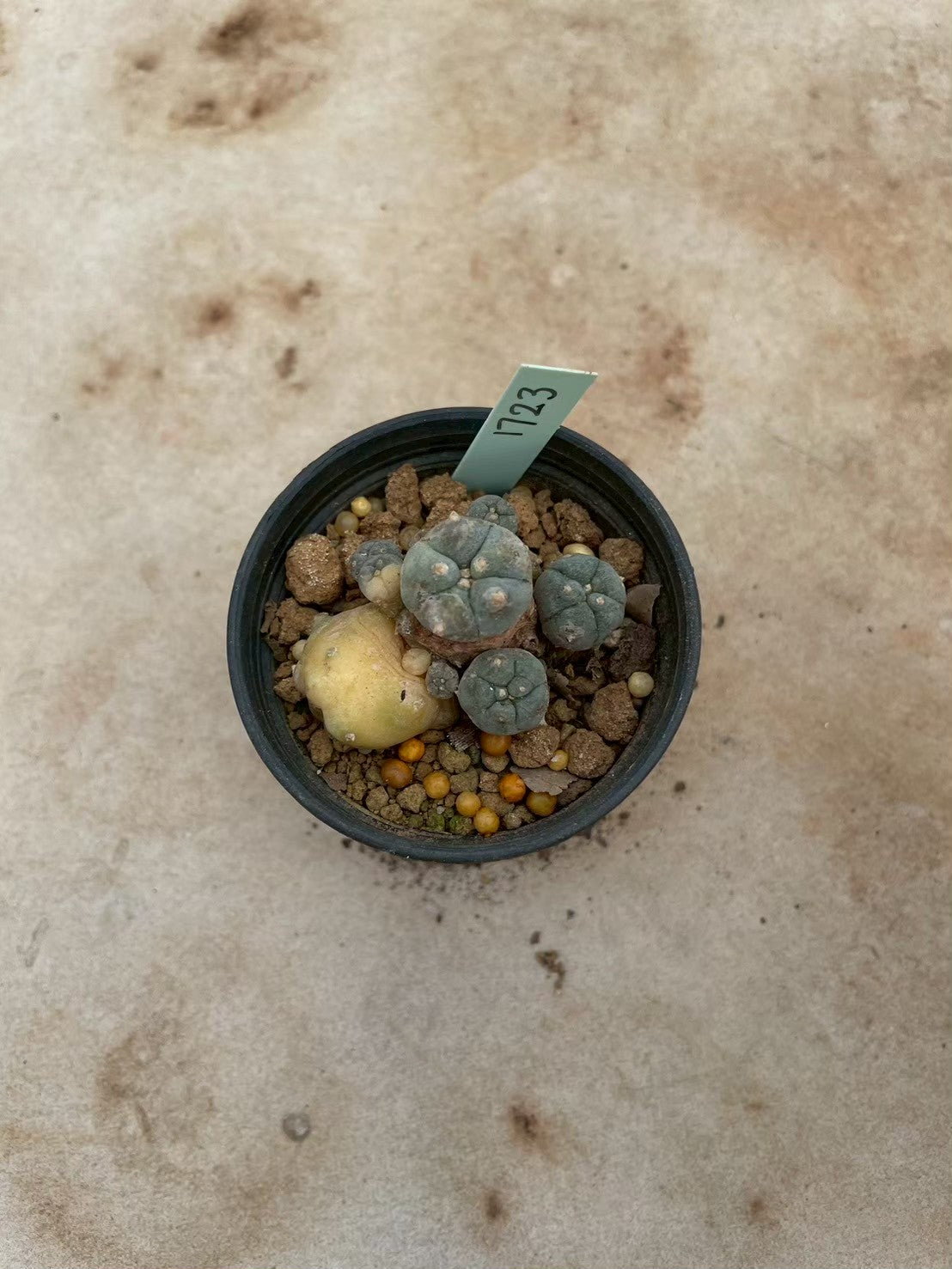 Lophophora williamsii variegate – Peyote Cactus (3-4 cm, Own Root) 12 years old