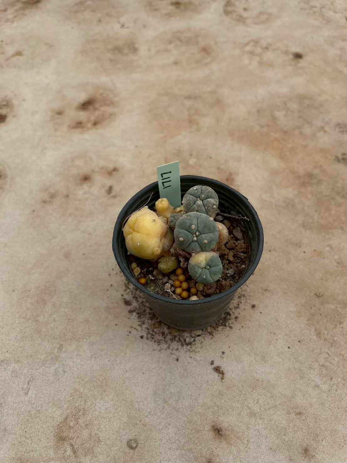 Lophophora williamsii variegate – Peyote Cactus (3-4 cm, Own Root) 12 years old