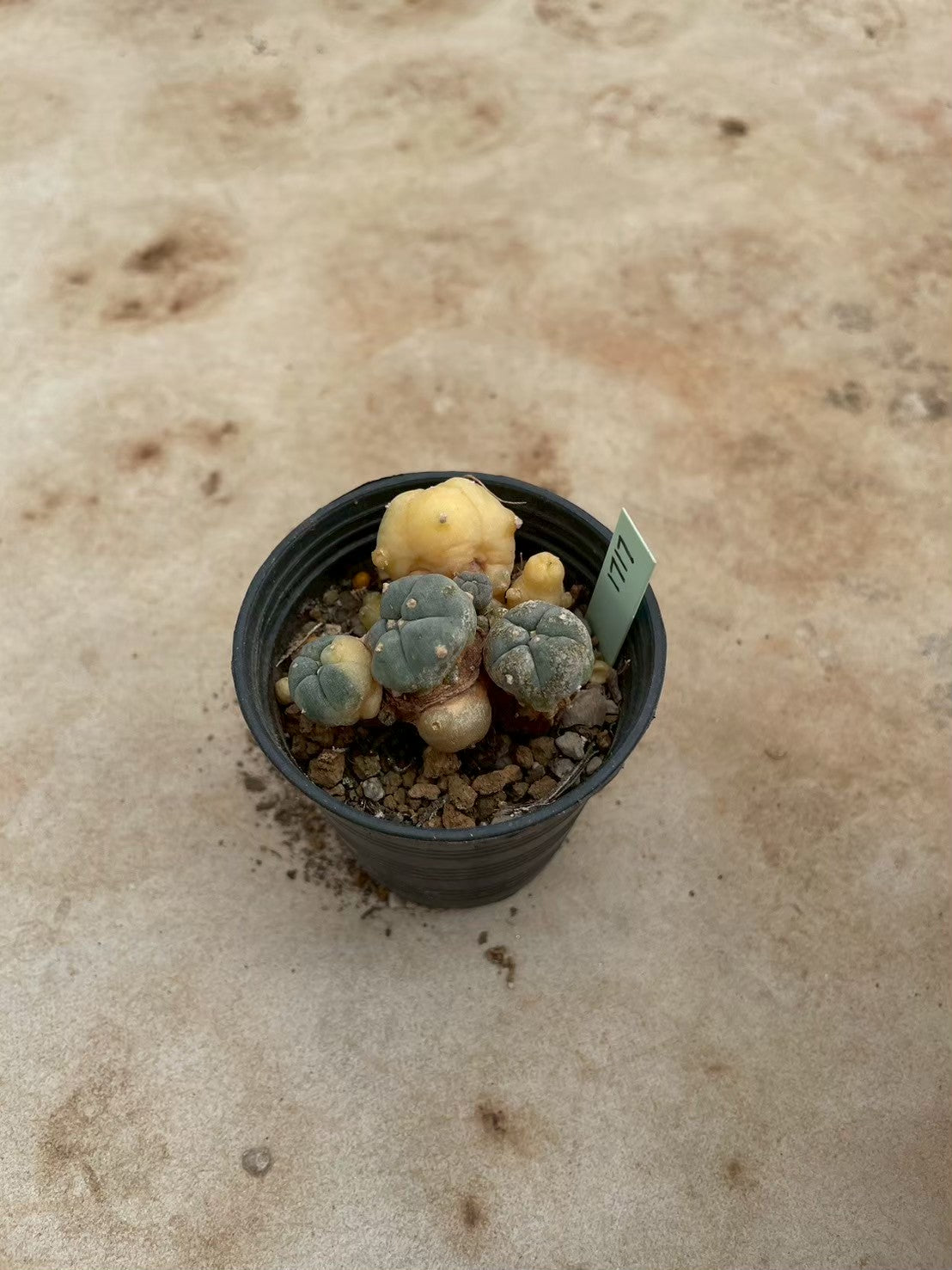 Lophophora williamsii variegate – Peyote Cactus (3-4 cm, Own Root) 12 years old