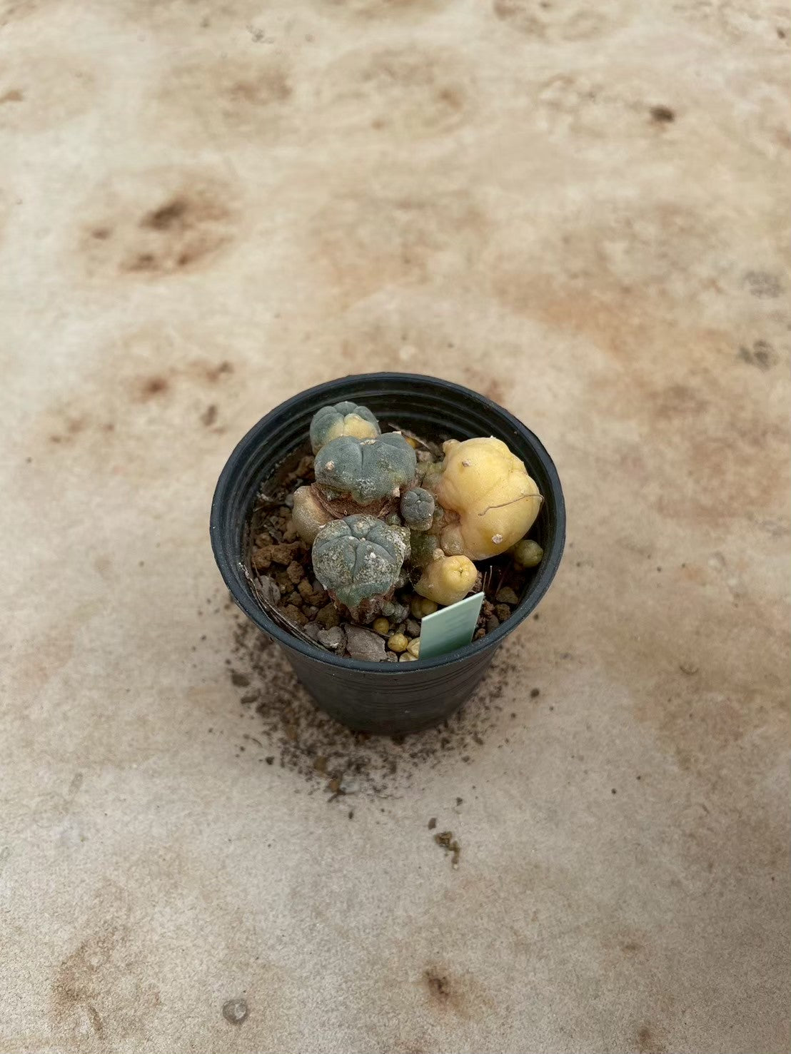 Lophophora williamsii variegate – Peyote Cactus (3-4 cm, Own Root) 12 years old