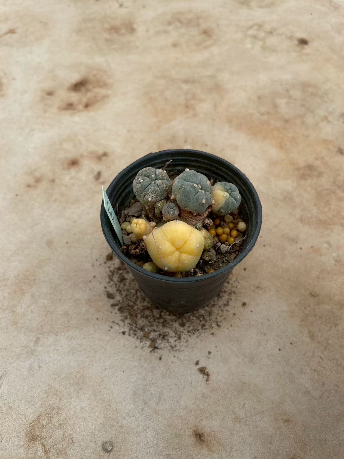 Lophophora williamsii variegate – Peyote Cactus (3-4 cm, Own Root) 12 years old