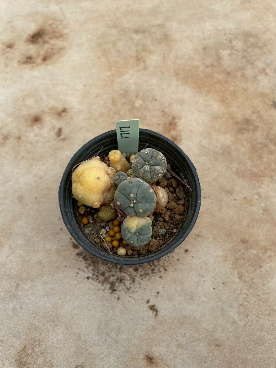 Lophophora williamsii variegate – Peyote Cactus (3-4 cm, Own Root) 12 years old