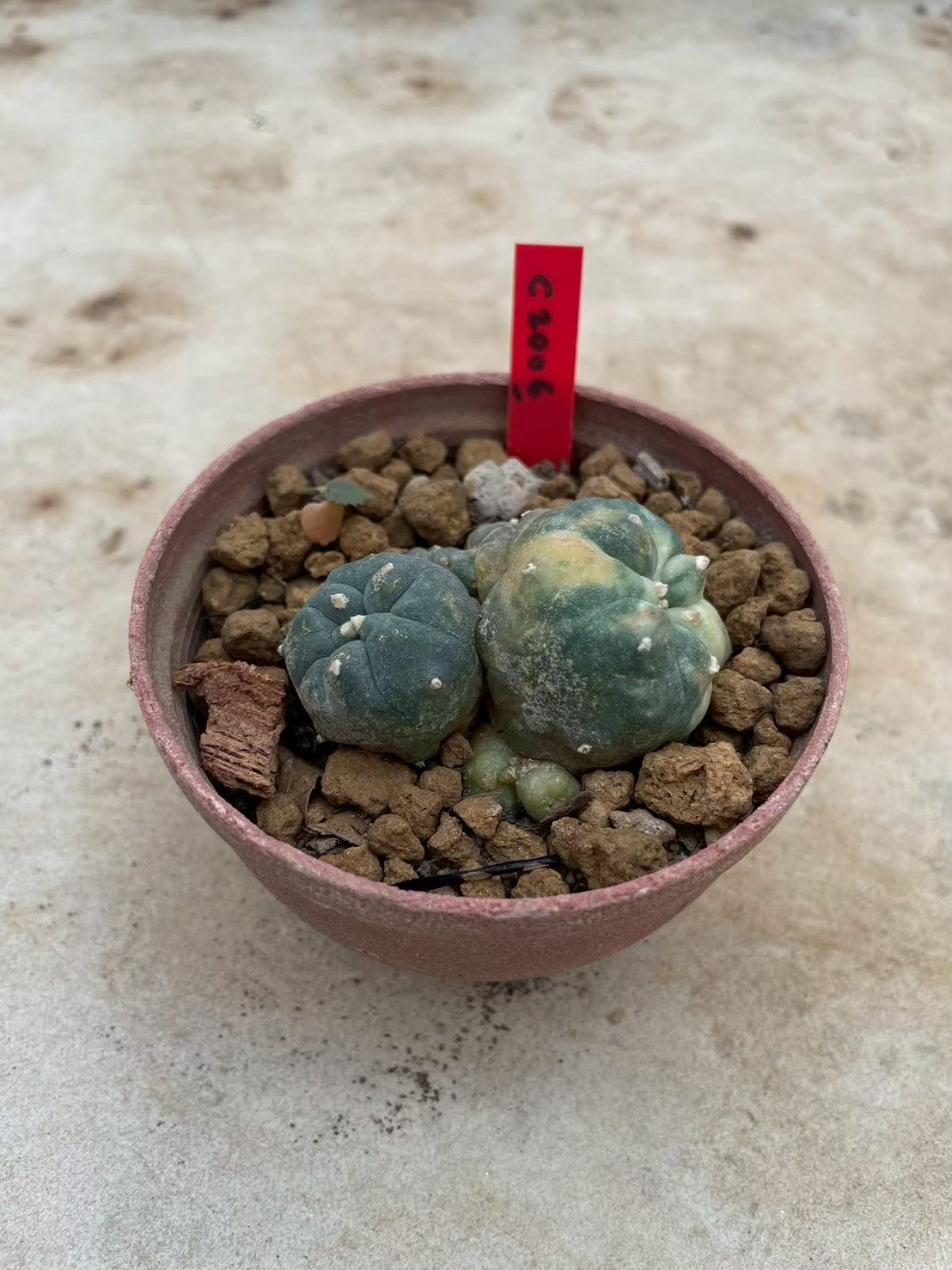 Lophophora williamsii variegata  – Peyote Cactus (3-4 cm, Own Root)