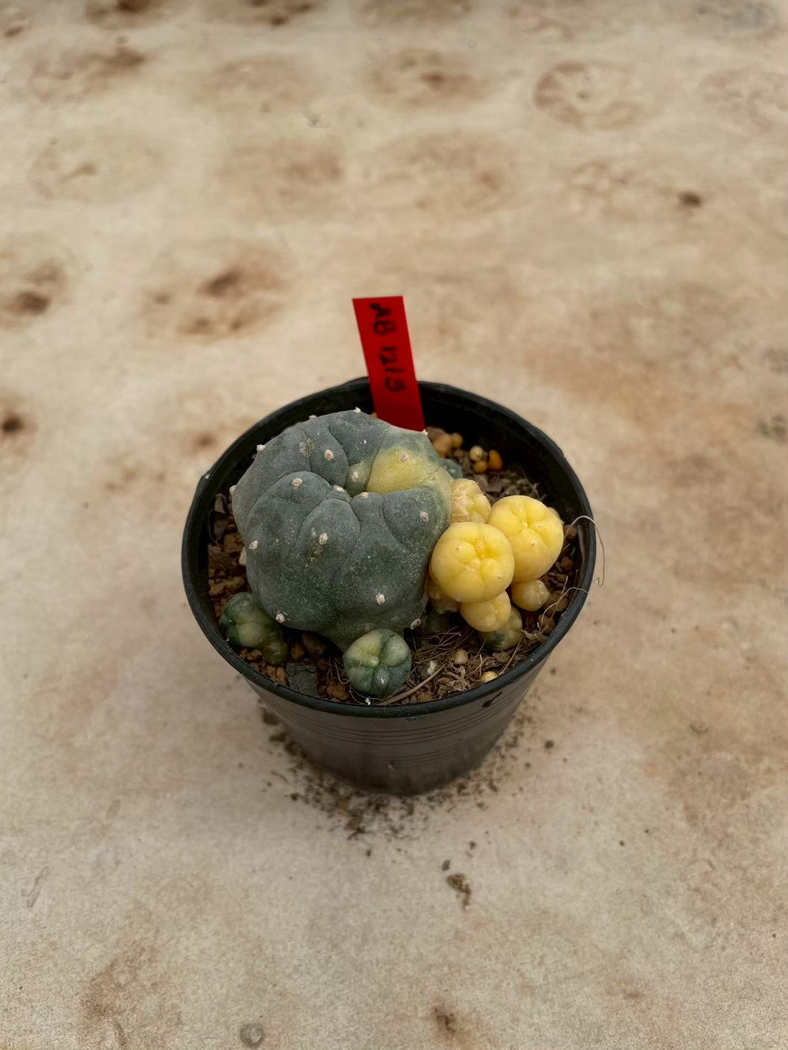 Lophophora williamsii variegate – Peyote Cactus (3-4 cm, Own Root) 12 years old