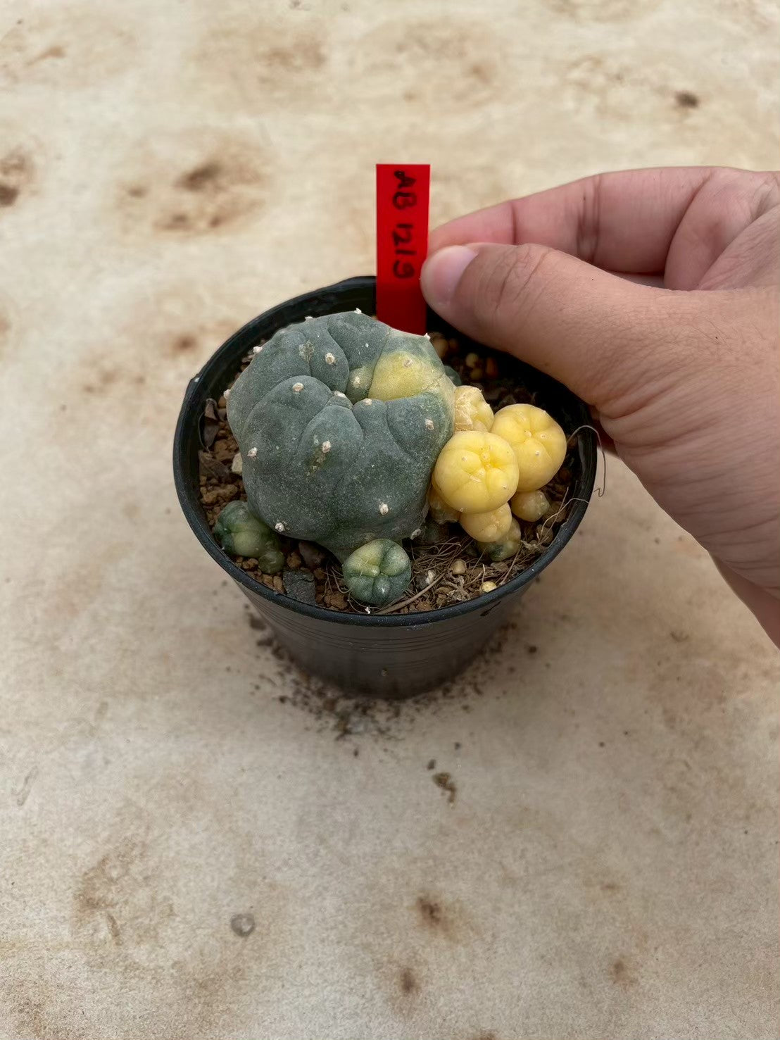 Lophophora williamsii variegate – Peyote Cactus (3-4 cm, Own Root) 12 years old