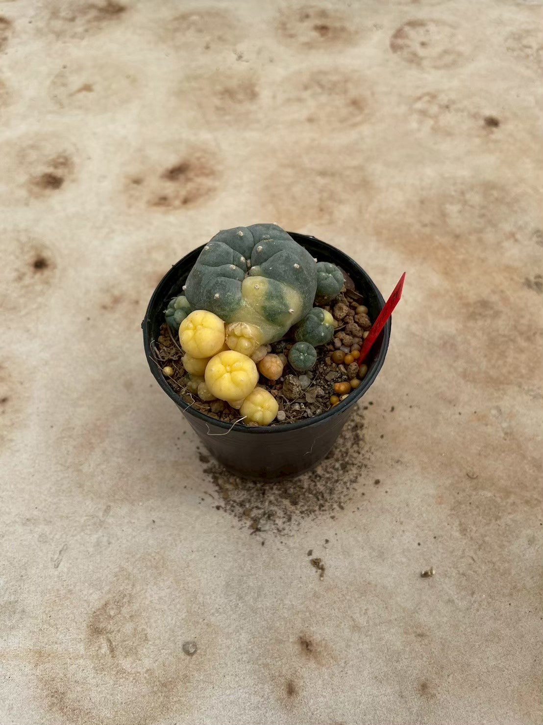 Lophophora williamsii variegate – Peyote Cactus (3-4 cm, Own Root) 12 years old