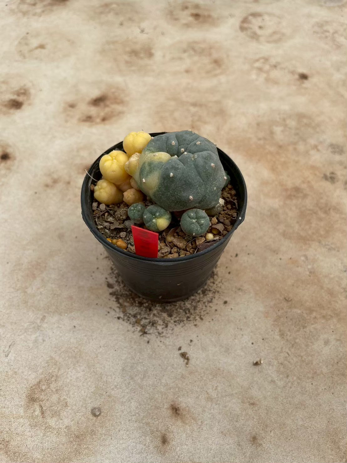 Lophophora williamsii variegate – Peyote Cactus (3-4 cm, Own Root) 12 years old