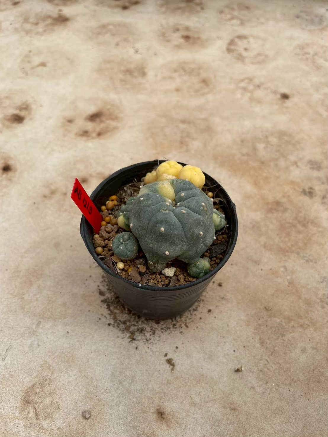 Lophophora williamsii variegate – Peyote Cactus (3-4 cm, Own Root) 12 years old