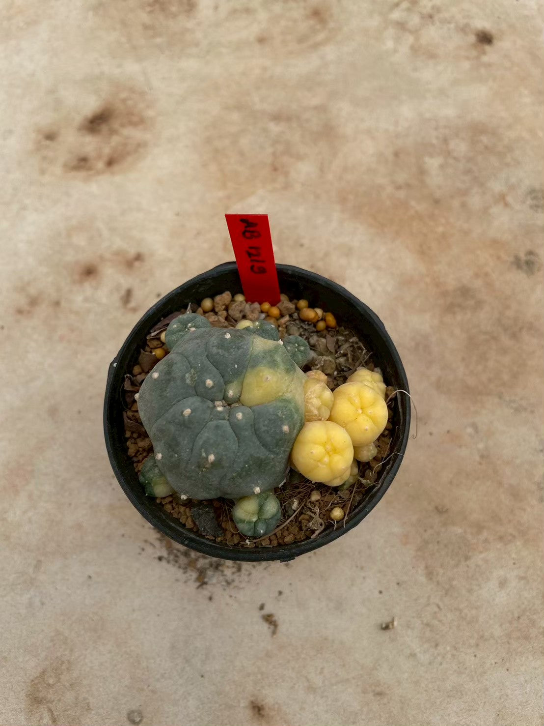 Lophophora williamsii variegate – Peyote Cactus (3-4 cm, Own Root) 12 years old